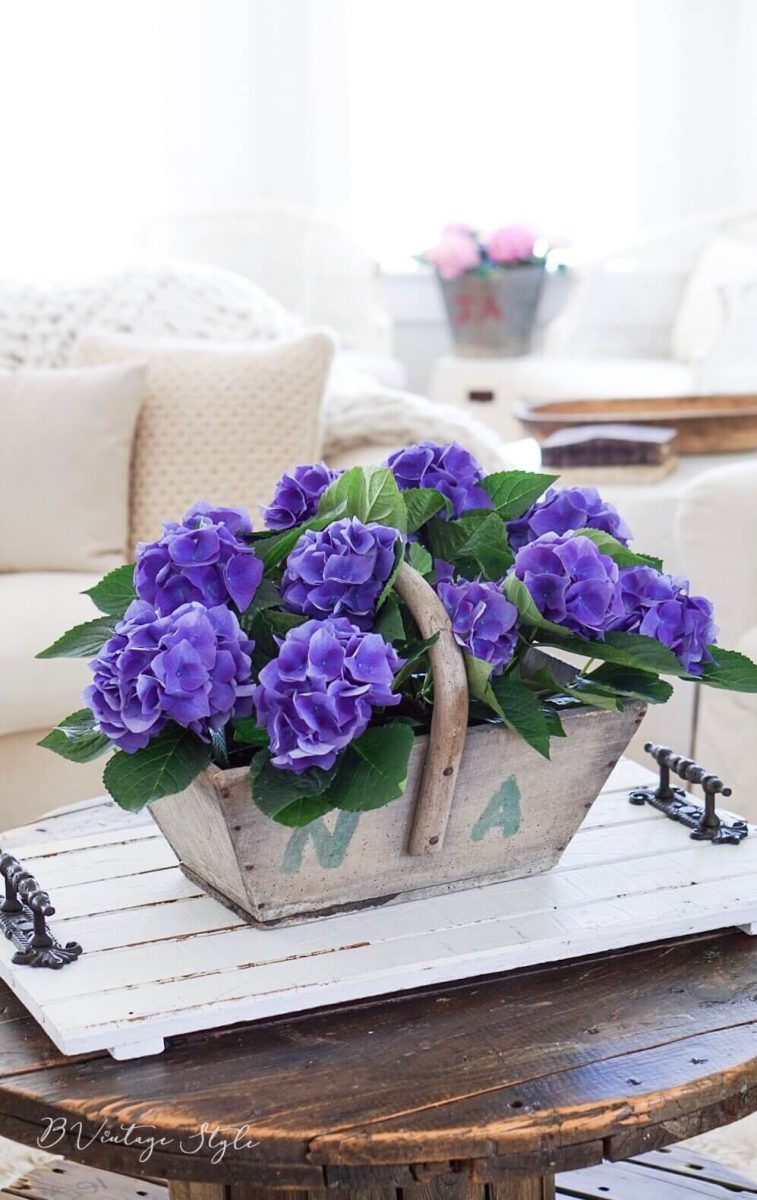 How to Care For Indoor and Outdoor Hydrangeas