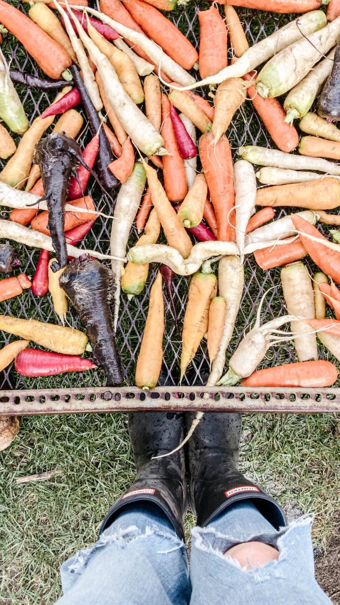 multi colored carrots being harvested from the garden