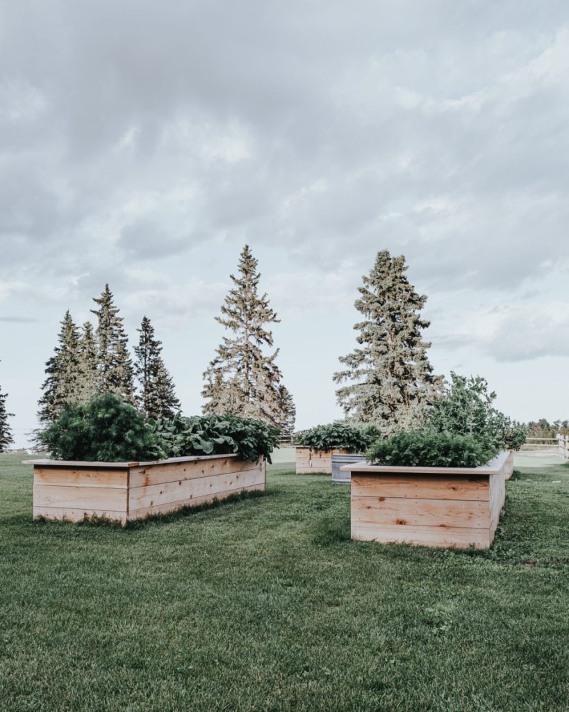 garden boxes late august ready for harvest