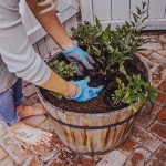 planting flowers in pots