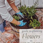 planting flowers in pots pin