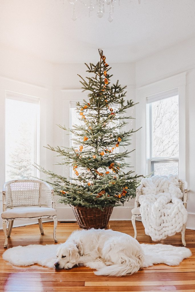 Scandinavian Christmas tree in an antique basket with strands of dried orange garland around it.