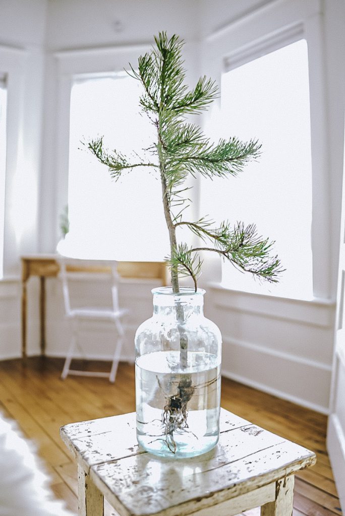 pine tree in a vintage blue jar with roots