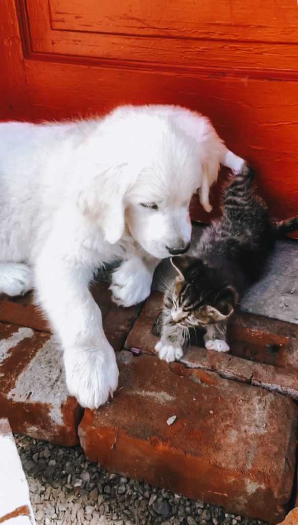 Puppy and kitty playing together on reclaimed bricks.