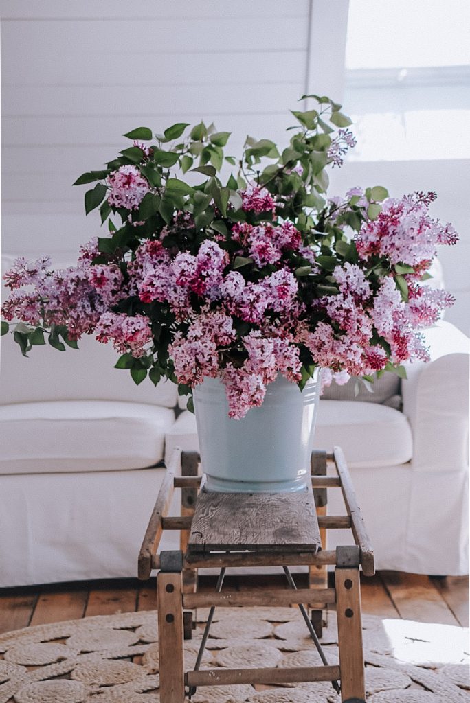 lilacs arranged in an antique enamel blue bucket and set on a coffee table beside a white sofa
