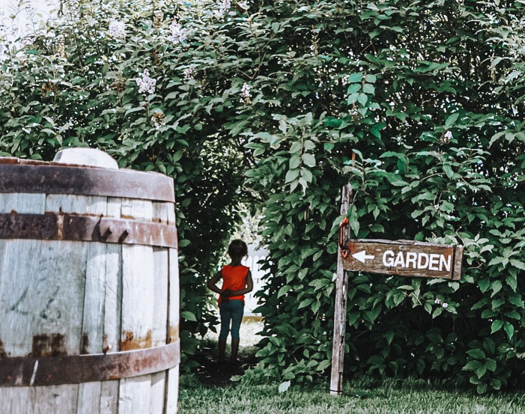 A little girl walking through an entrance that is cut out of a hedge.