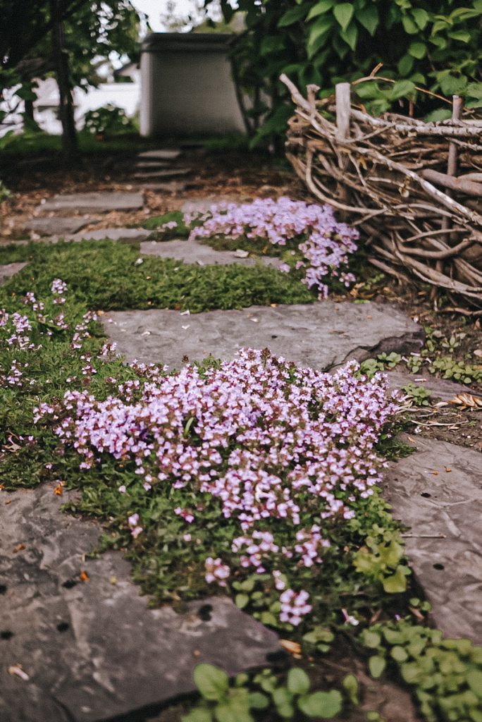 Blooming thyme growing in between a stone pathway.