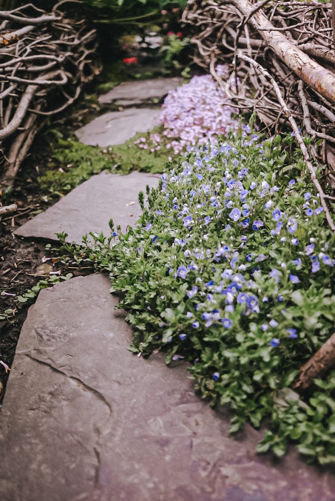 Stunning blue ground cover on a stone pathway.