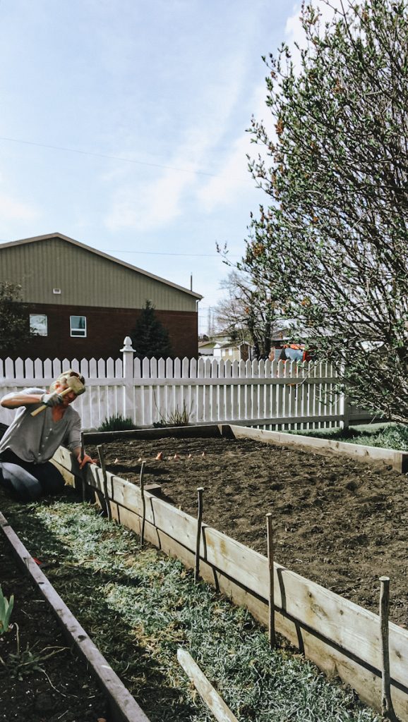 Spacing the stakes in the ground to make a wattle fence around a garden.