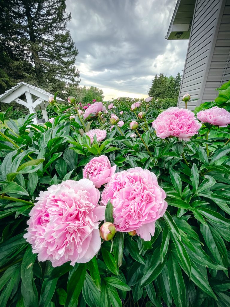 Pink peonies in a garden that are ready to be harvested to dry.