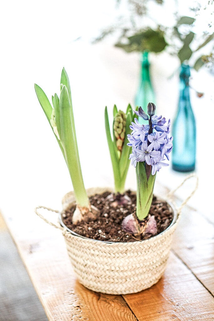 Hyacinths displayed in a basket a table arrangement.