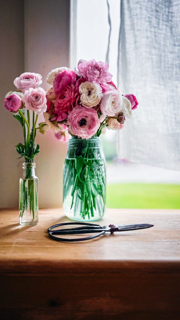 Beautiful Ranunculus flowers in a variety of pink colors displayed in a mason jar 